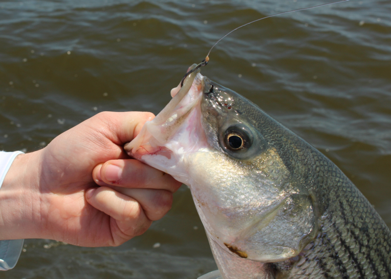 upper chesapeake fishing report