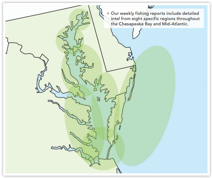 chesapeake bay fishing reports