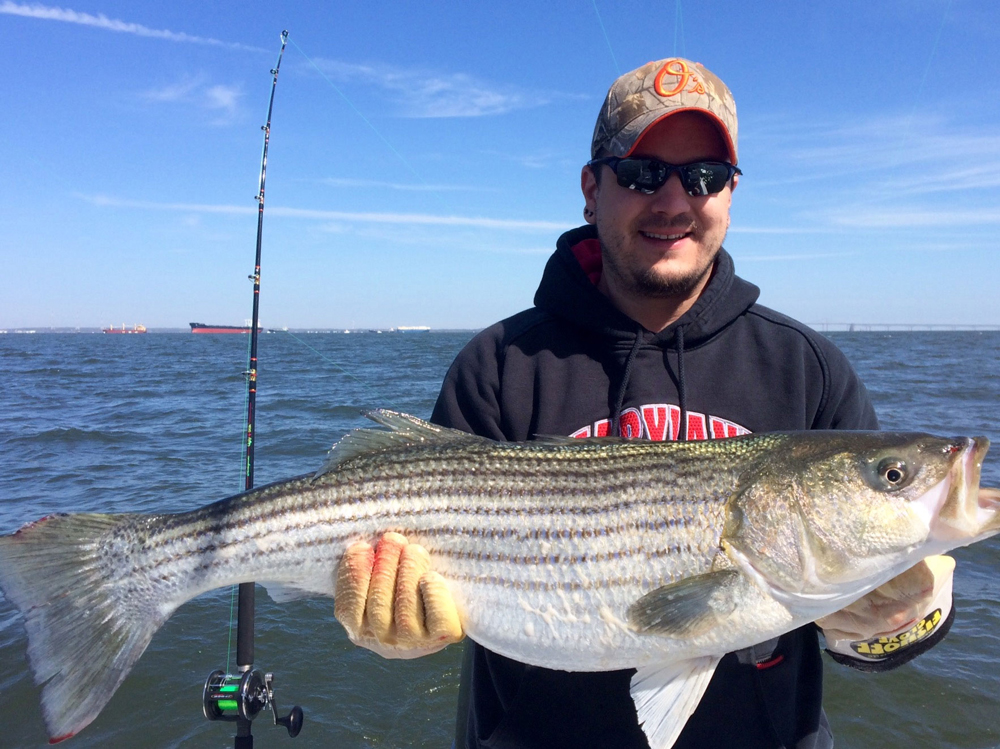 striped bass caught