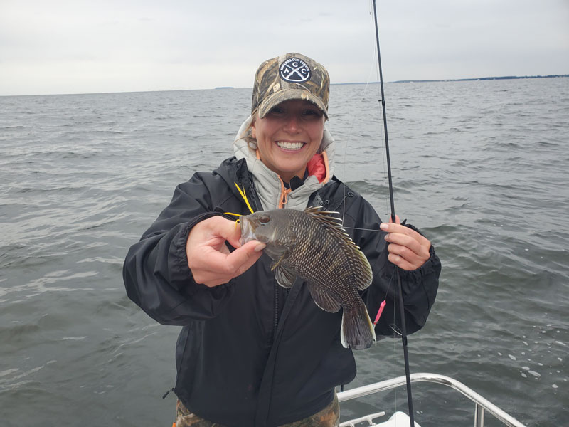 chesapeake bay black sea bass