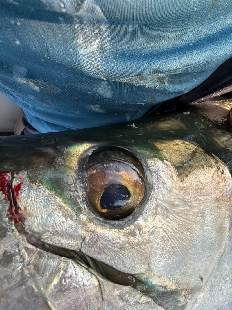 tarpon in the chesapeake