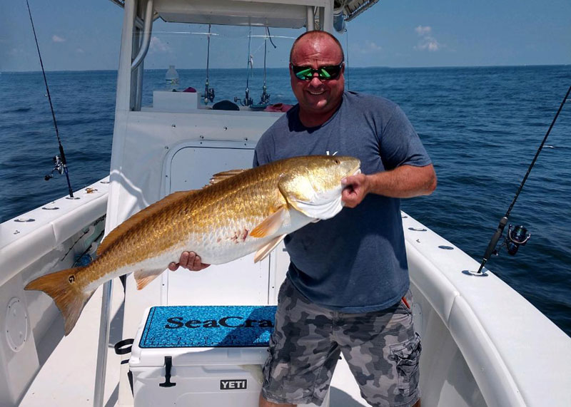 big red drum caught in chespaeake bay