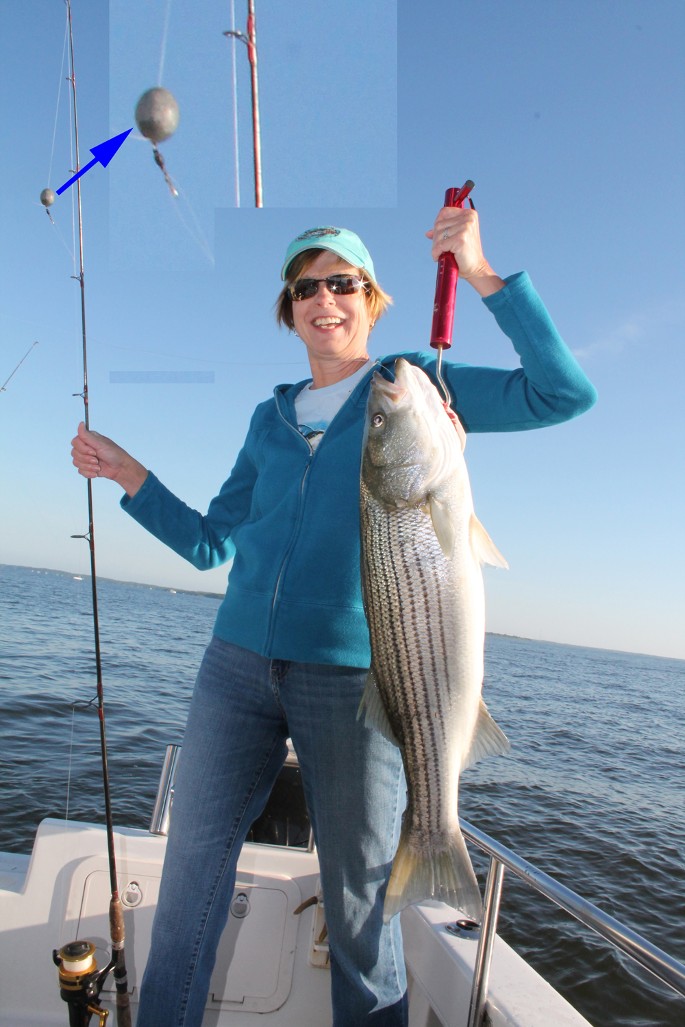 striper caught chumming