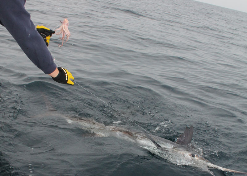 marlin caught with chunking