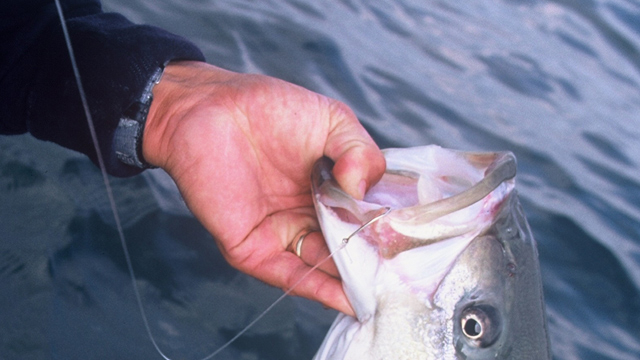 fishing with a circle hook in maryland chesapeake bay