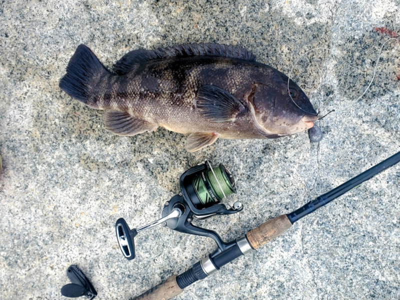 tautog caught in ocean city