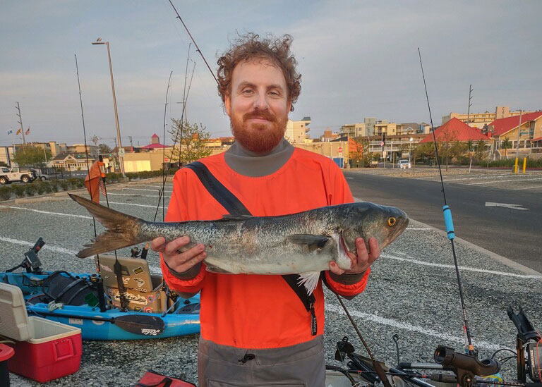 ocean city bluefish