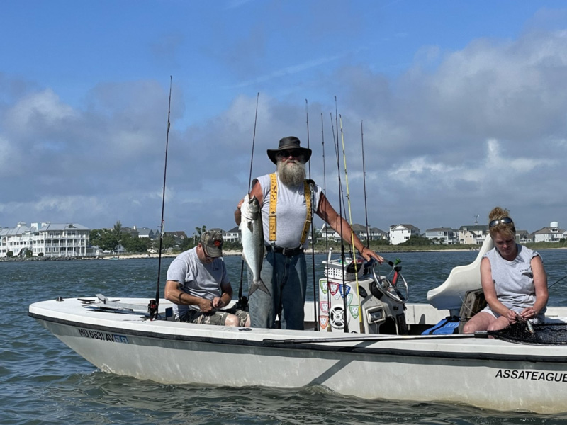 bluefish caught in bay at ocean city