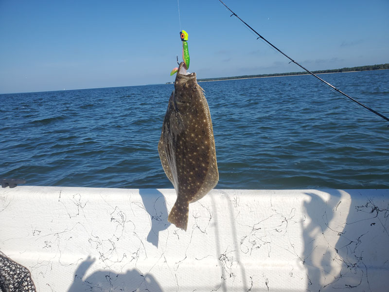 flounder at the coast