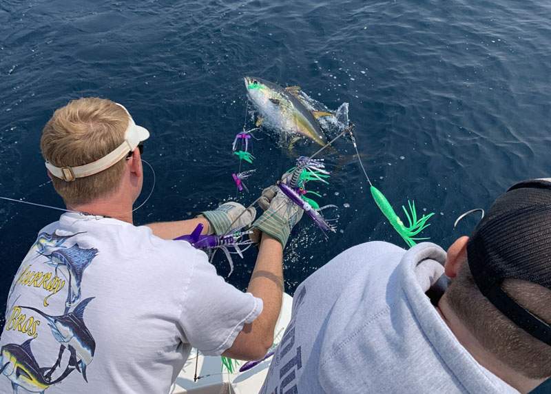 gaffing a tuna fish