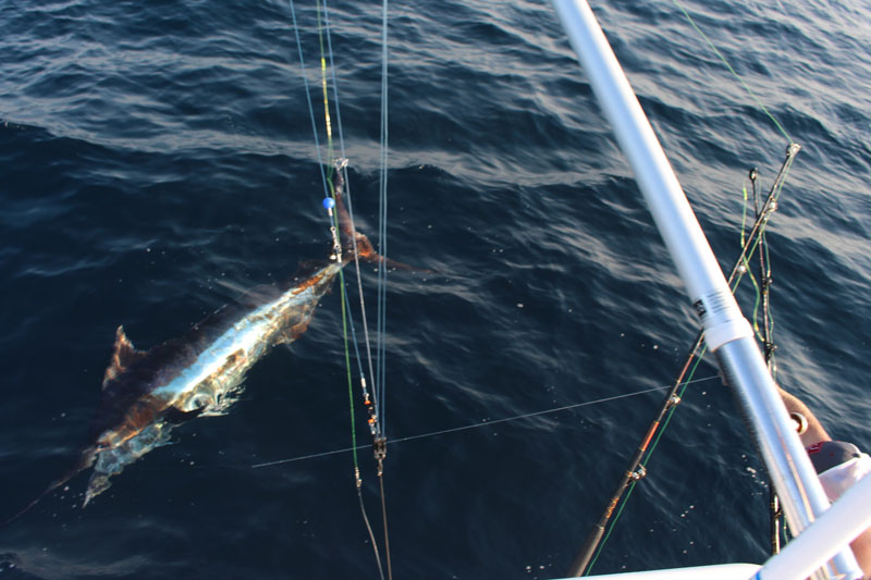 leadering a blue marlin