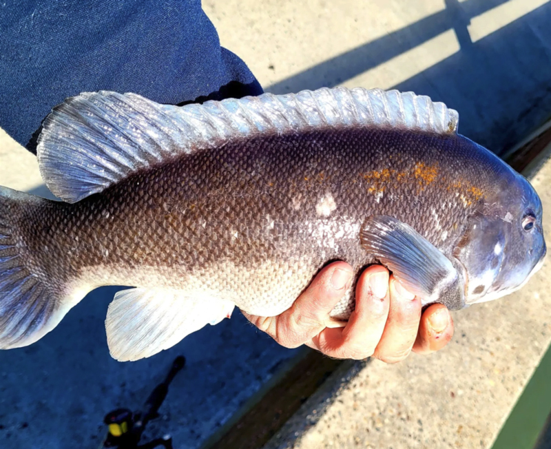 inshore tautog