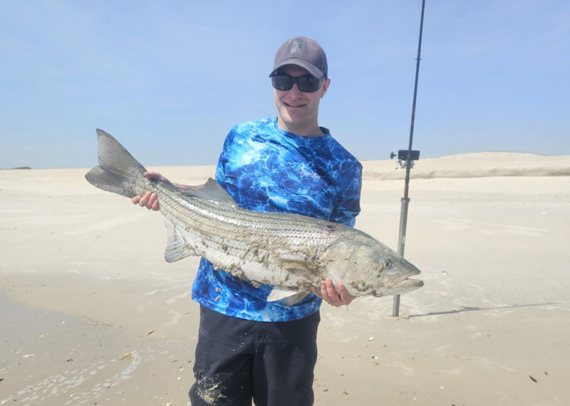 striped bass in the surf