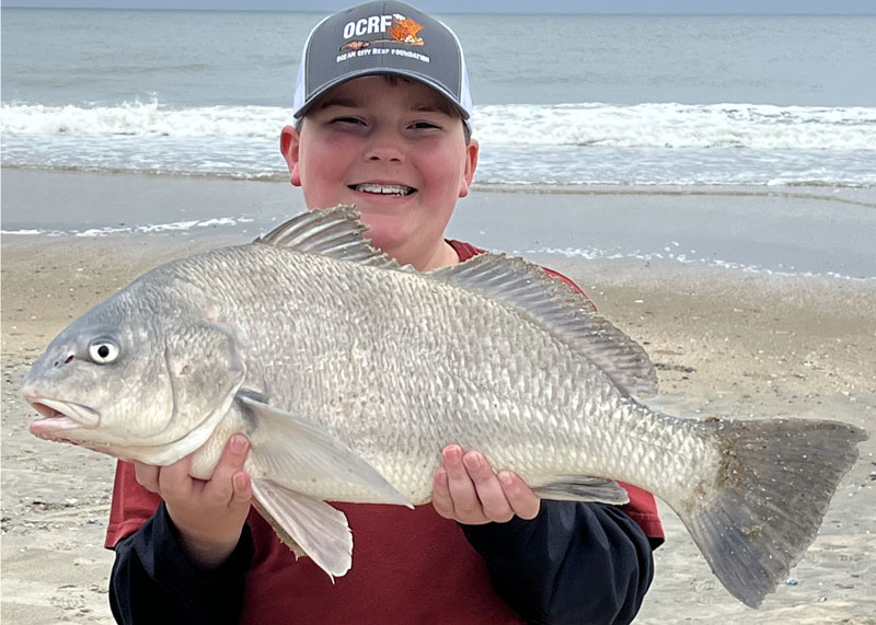 assateague island black drum surf fishing