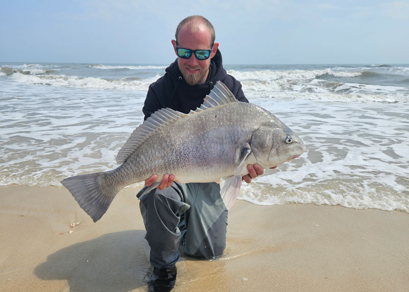 black drum caught in the surf