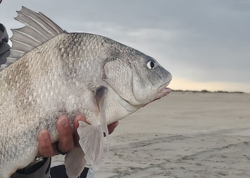 surf fishing for drum