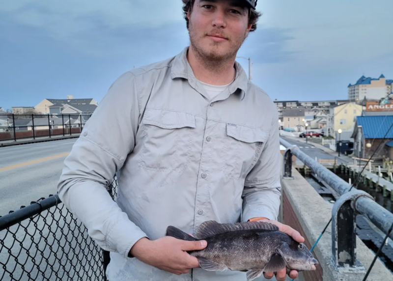 ocean city tautog