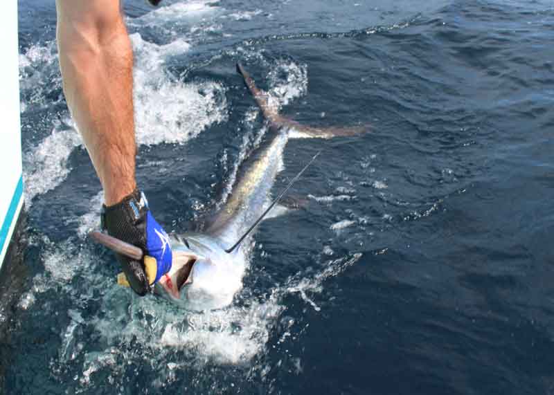 billing a white marlin