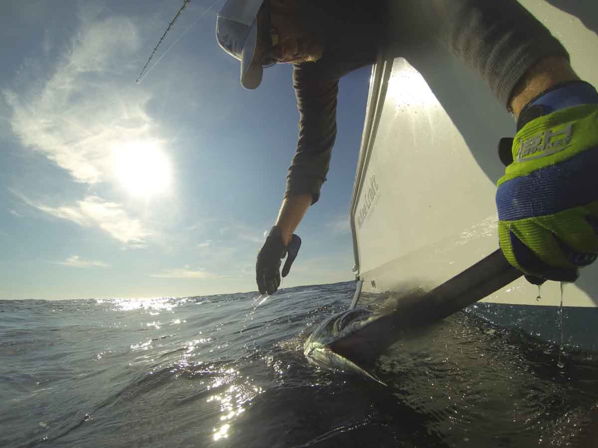 swordfish at the boat