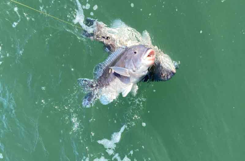 catching tautog