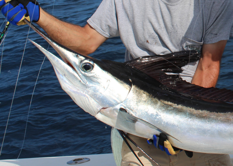 marlin fishing