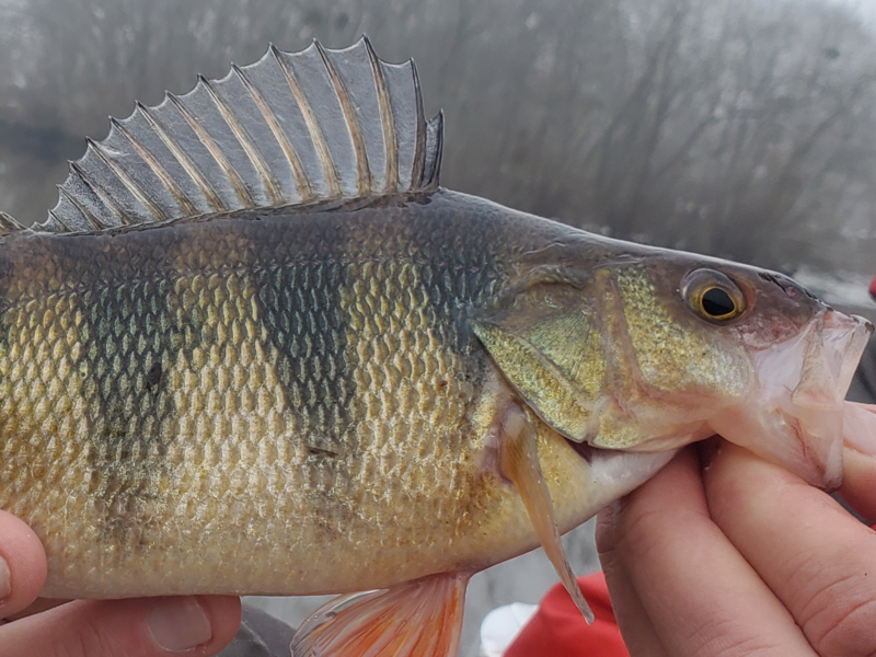 pocomoke yellow perch