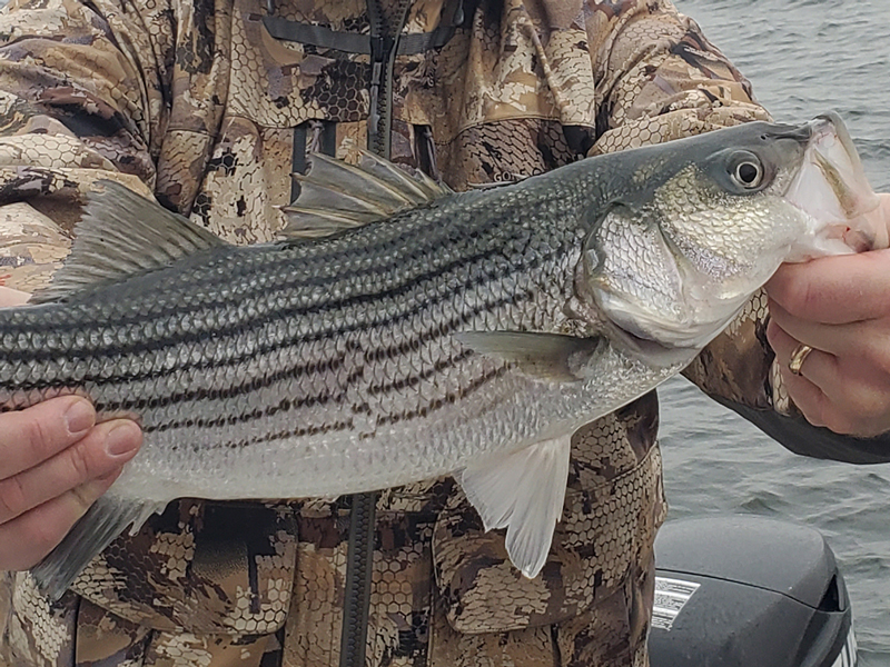 ocean city rockfish