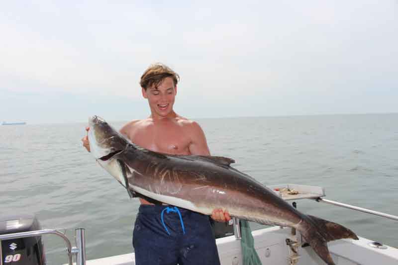 angler with a big cobia