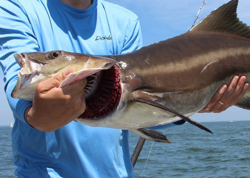 cobia in the chesapeake