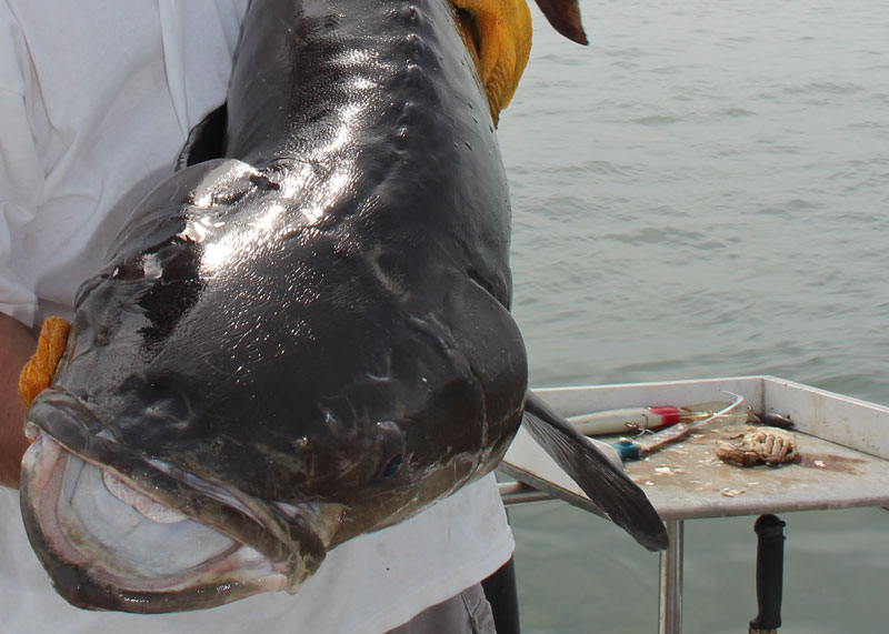 caught a cobia