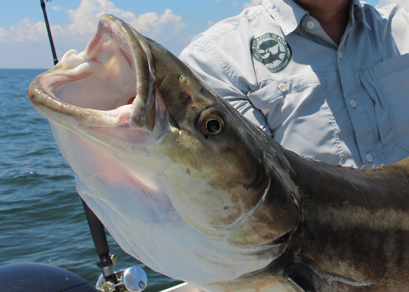 Way South Chesapeake Bay Fishing Report