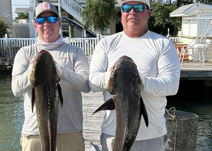 cobia caught in the chesapeake