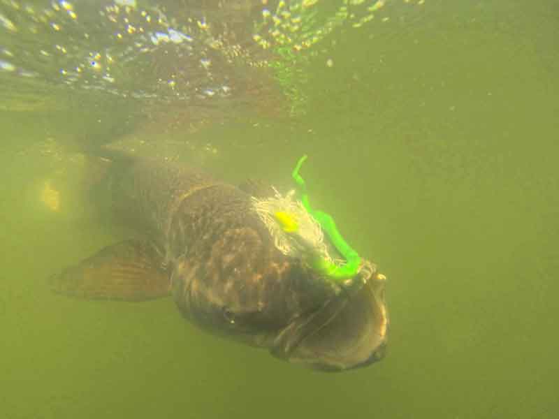 cobia fish underwater