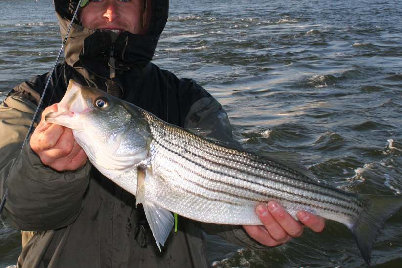 cold weather striper fishing