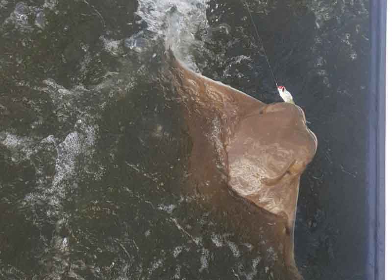 big cow nose ray
