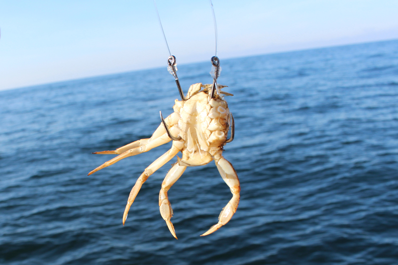 white crab bait for blackfish