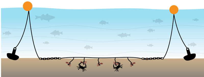 a crabbing trot line