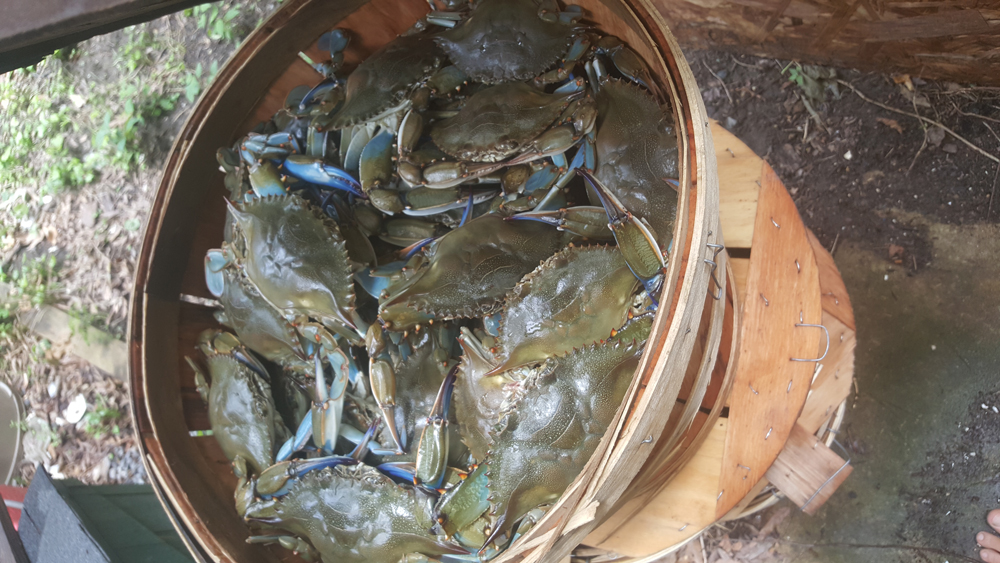 Crabbing: 10 Trot-Lining Tips