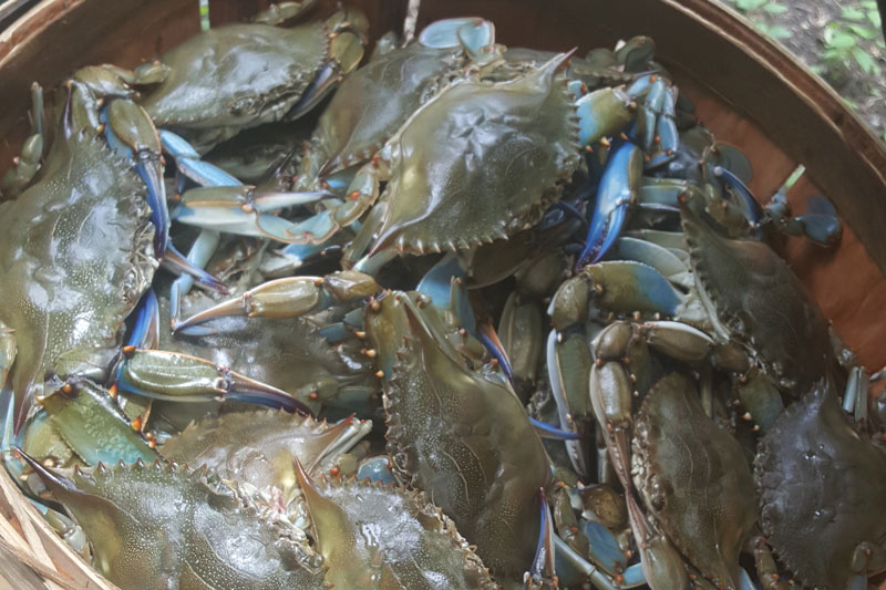 crabs in a bushel basket