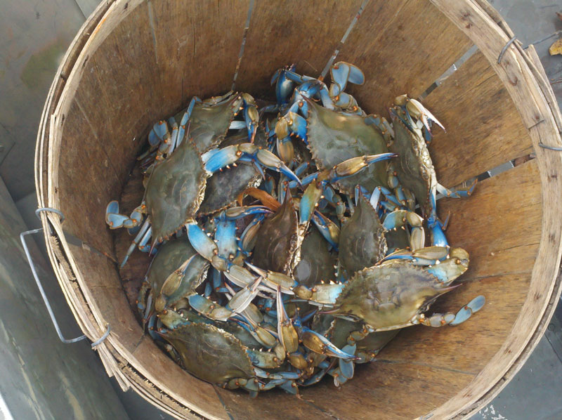 blue crabs