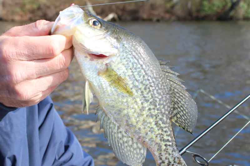 a crappie ate a jig