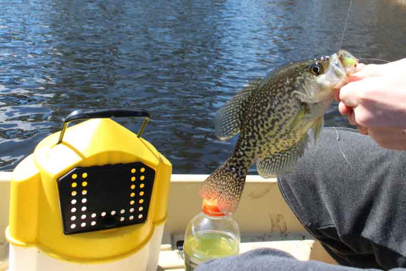 minnow bucket for fishing