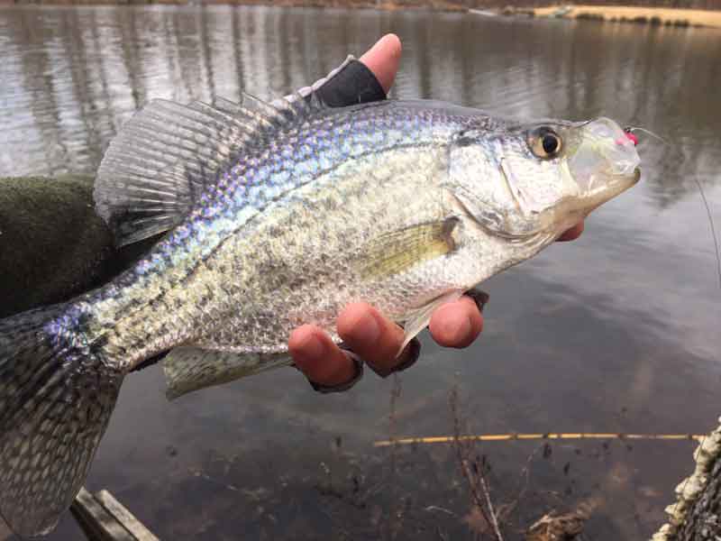 a crappie caught while fishing