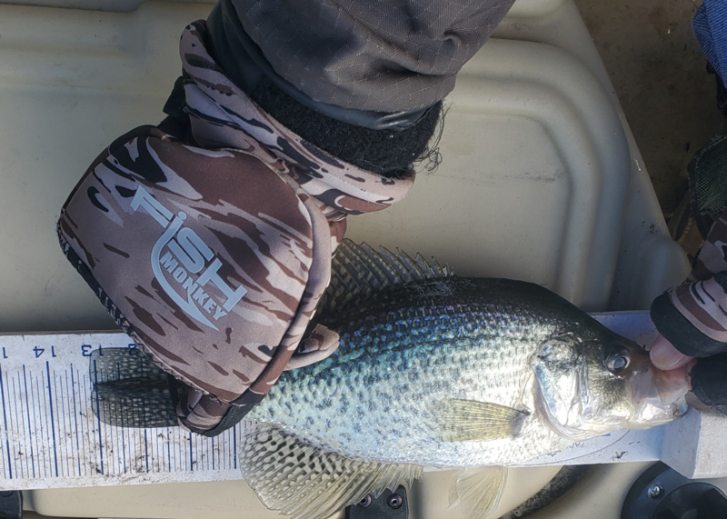crappie on ruler