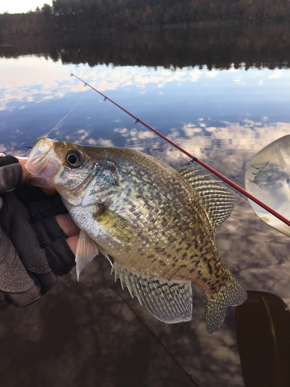 crappie for lake fishing