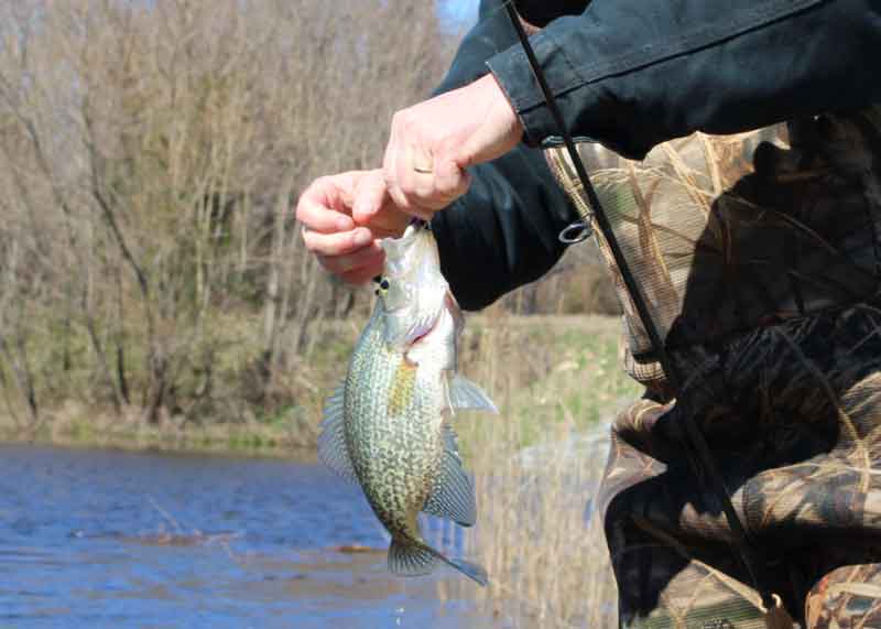 angler unhooks a crappie