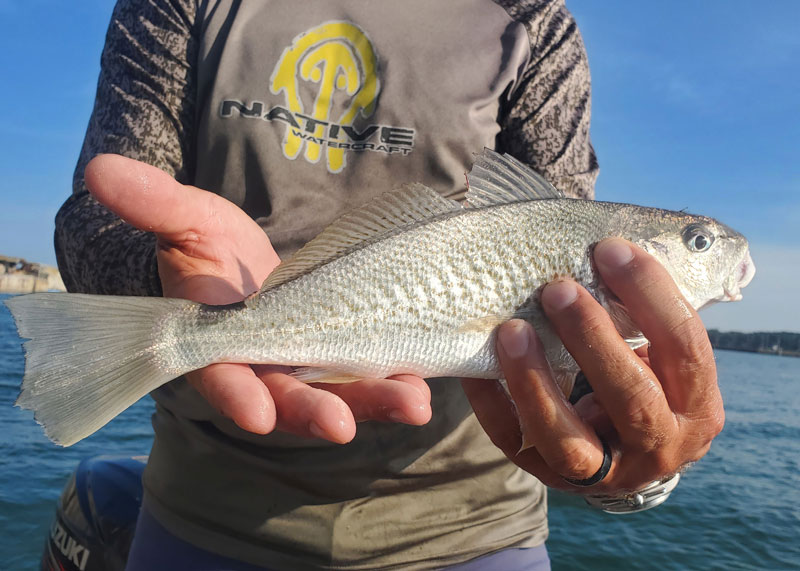 fishign for croaker