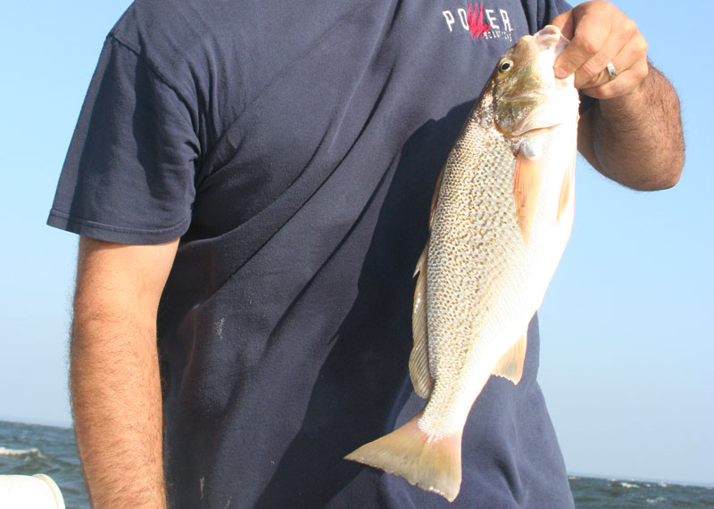croaker fishing in the chesapeake bay