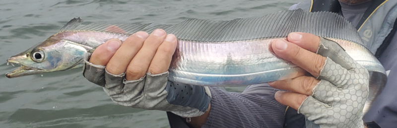 angler with a cutlass fish