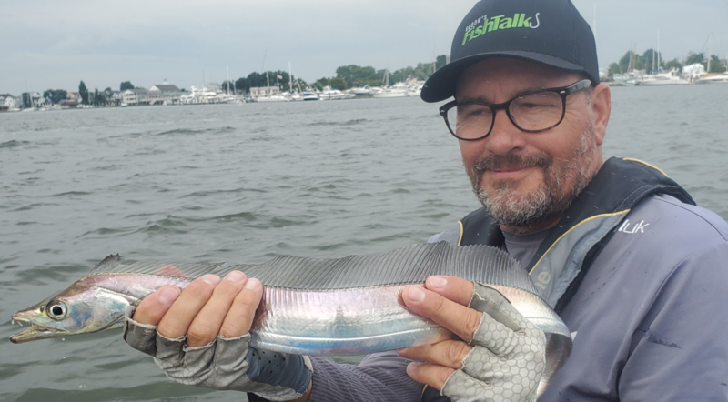 cutlass fish in the chesapeake
